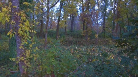 Forest at the Beginning of Fall with Leaves Beginning to Turn Yellow Stock Footage 97723798