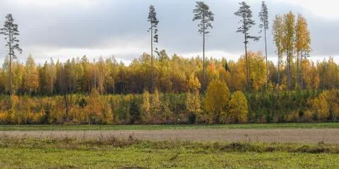 Forest behind a field Stock Photos