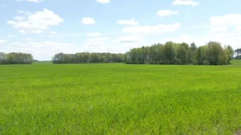 Forest behind a green field with grain, spring view Stock Footage 196463887