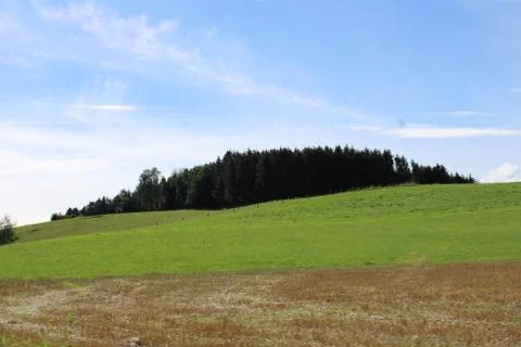 Forest behind a hill Stock Photos
