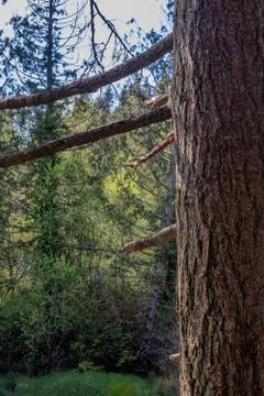 Forest behind pine tree trunk Stock Photos