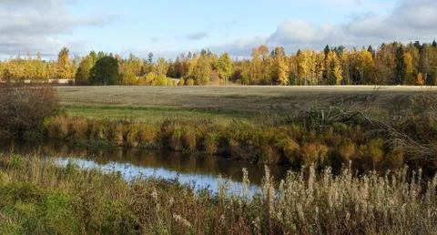 Forest behind a river Stock Photos