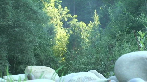 Forest behind stones Stock Footage 808177
