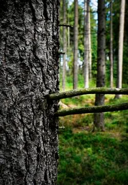 Forest behind the tree Stock Photos