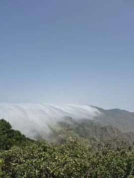 Forest that is being covered with clouds Foto stock