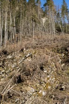 Forest being cut down turning into a dry lifeless field Stock Photos