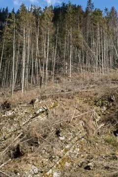 Forest being cut down turning into a dry lifeless field Stock Photos