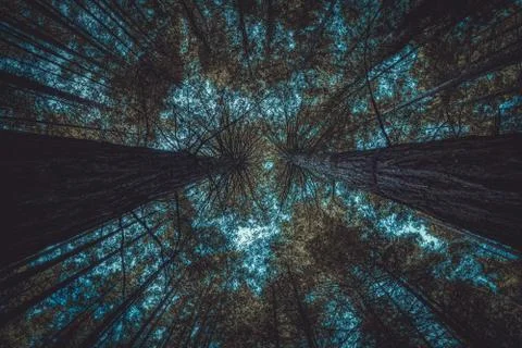 Forest from below with blue sky barely visible Stock Photos