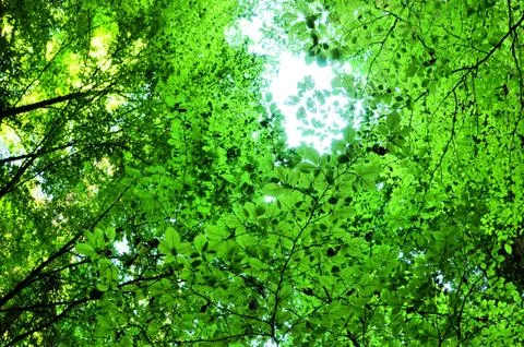 Forest from below Stock Photos