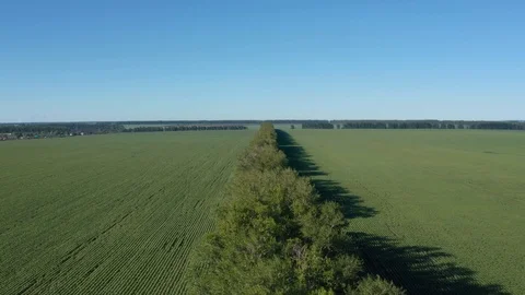 Forest belt between agricultural fields. 스톡 동영상 110788848