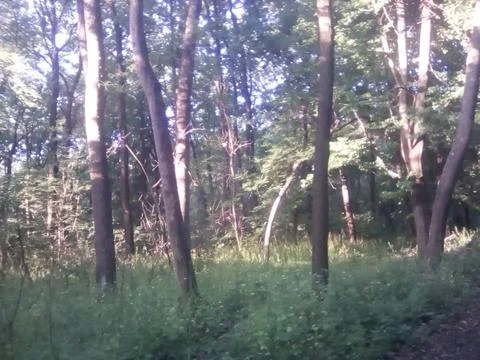 Forest belt Stock Photos