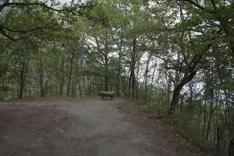 Forest bench Foto stock