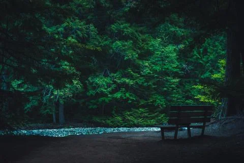 Forest bench by a river. Stock Photos