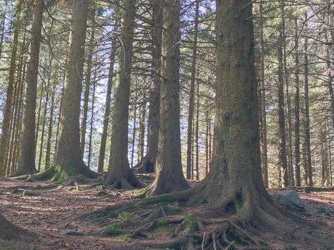 Forest in Bergens fjellstrekninger, Norway Stock Photos