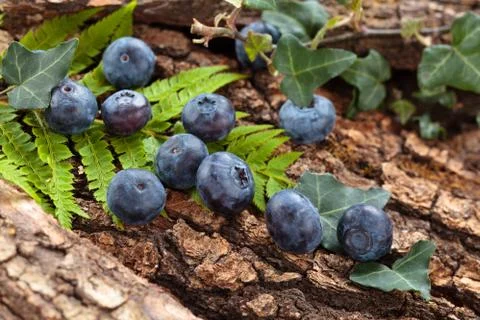 Forest berries background. Stock Photos