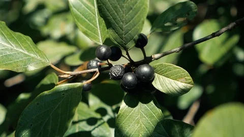 Forest berries in the forest Stock Footage 95410215