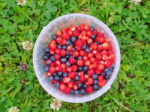 Forest berries Stock Photos