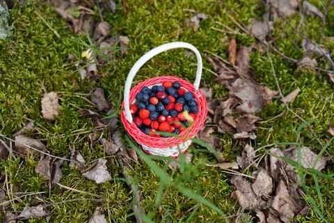 Forest berries Fotos de archivo