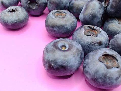 Forest berry Stock Photos