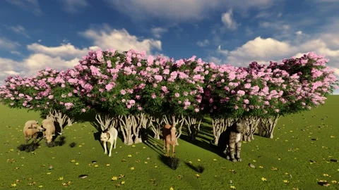 Forest Beside the Animal Stock Footage 337253762