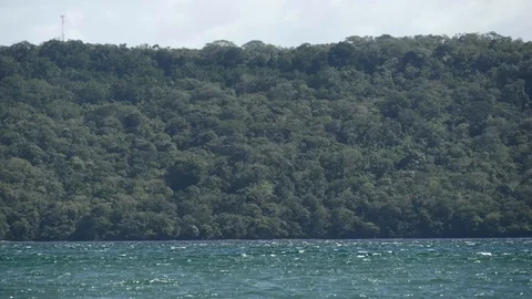 Forest beside ocean Stock Footage 126878892