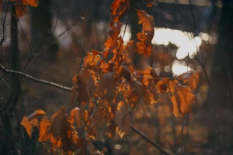 Forest between winter and spring from a slider Vídeo Stock 329919635