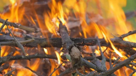 In the forest a big fire burns. Close-up. Video stock 91674794