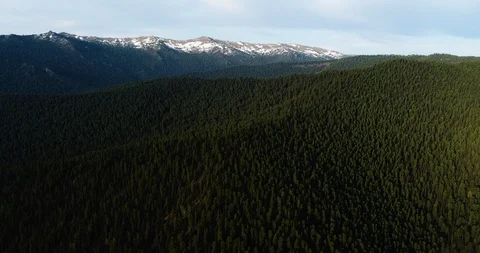 Forest. Big forest. A lot of forest. Aerial view. Hills and forest. Video stock 112812450