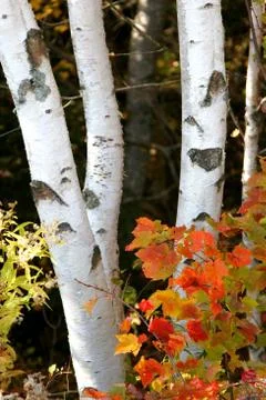 Forest birch Stock Photos