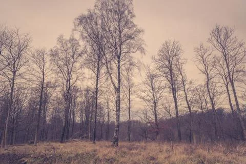 Forest with birch trees at dawn Stock Photos