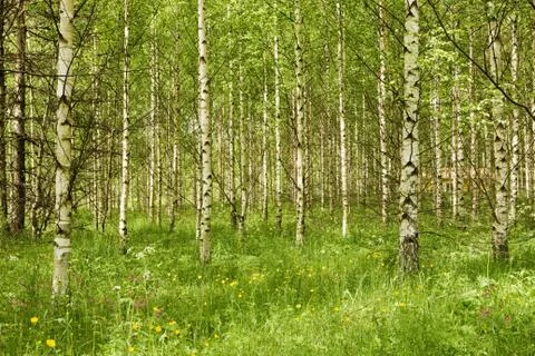 Forest of birch trees Stock Photos