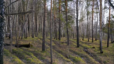Forest with birches and pines in daylight Video stock 157656592