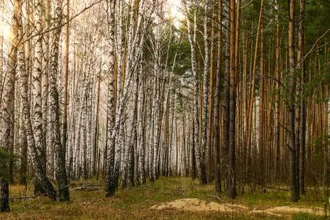 Forest of birches on one side and pines on the other Stock Photos