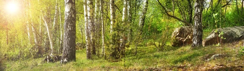 Forest with birches Stock Photos