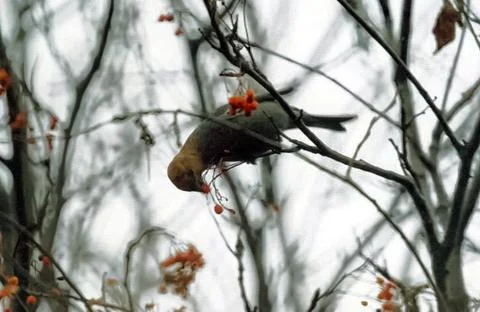 Forest bird eats potassium on a tree. Stock Photos