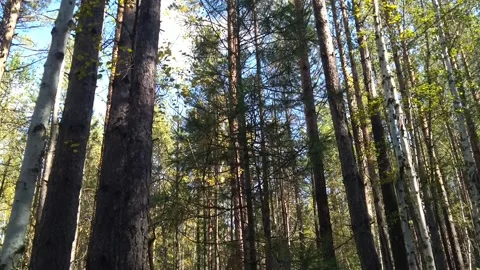 Forest, bird Stock Footage 160807194