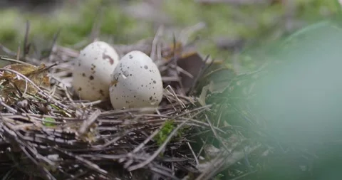 Forest bird nest on the ground. Stock Footage 132273424