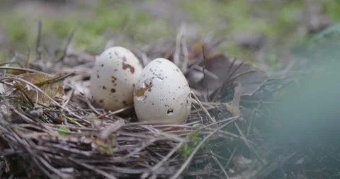 Forest bird nest on the ground. Video stock 132274032