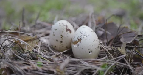 Forest bird nest on the ground. Stock Footage 132274636
