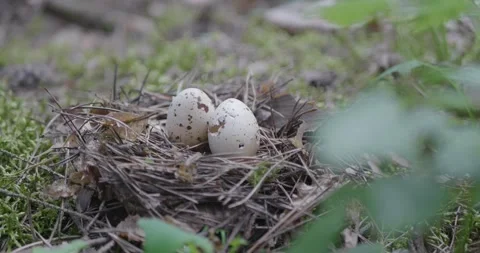 Forest bird nest on the ground. Stock Footage 132274682
