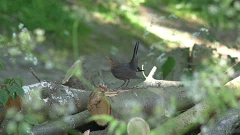 Forest Bird Perched on a Cut Tree Trunk in a Dense Woodland in 4k slow moti.. Stock Footage 270080847
