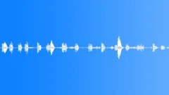 Forest bird songs in the end of winterSound Effect