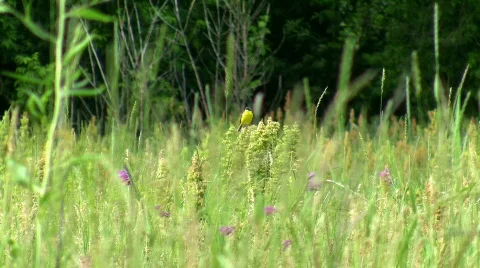 Forest birdie. Stock Footage