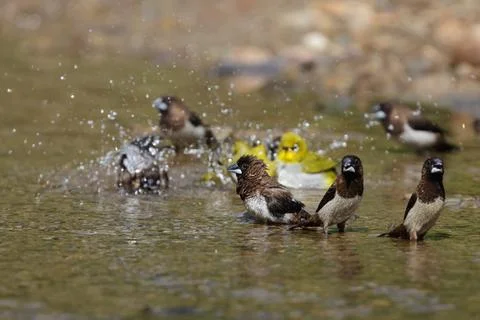 Forest birds bathing in stream. Foto stock