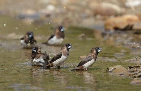 Forest birds bathing in stream 스톡 사진