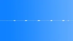 Forest Birds Different Kinds Singing StereoMS LoopSound Effect