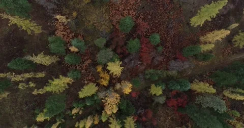 Forest birds eye drone 動画素材 173279078
