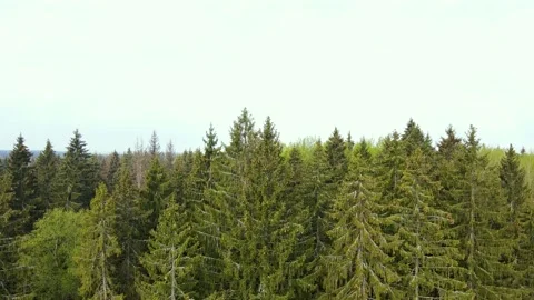 The forest from a bird's-eye view from a drone. Stock Footage 154610971