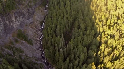 Forest bird's-eye view Video stock 42526006