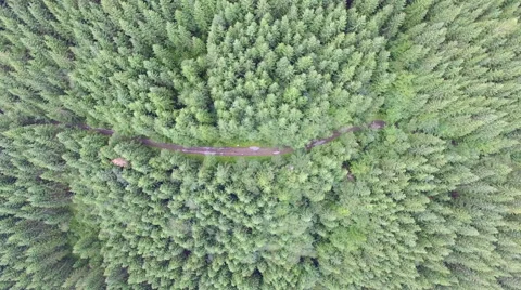 Forest with a bird's eye view Stock Footage 68329779